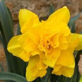 Golden Ducat Daffodil (Narcissus Golden Ducat) Hero Img
